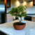bonsai grewia occidentalis N3 en maceta esmaltada - comprar online