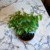 bonsai grewia occidentalis N3 en maceta esmaltada en internet