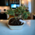 Bonsai procumbens Nana N4 en maceta esmaltada - comprar online