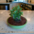 Bonsai Quercus Suber en maceta esmaltada de gres N8 en internet