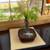 Bonsai palo borracho N4 en maceta esmaltada - comprar online