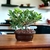 Bonsai ficus panda N4 en maceta esmaltada - comprar online