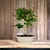 Bonsai Roble Europeo N7 en maceta ceramica esmaltada