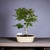 Bonsai Roble Europeo N7 en maceta ceramica esmaltada - comprar online