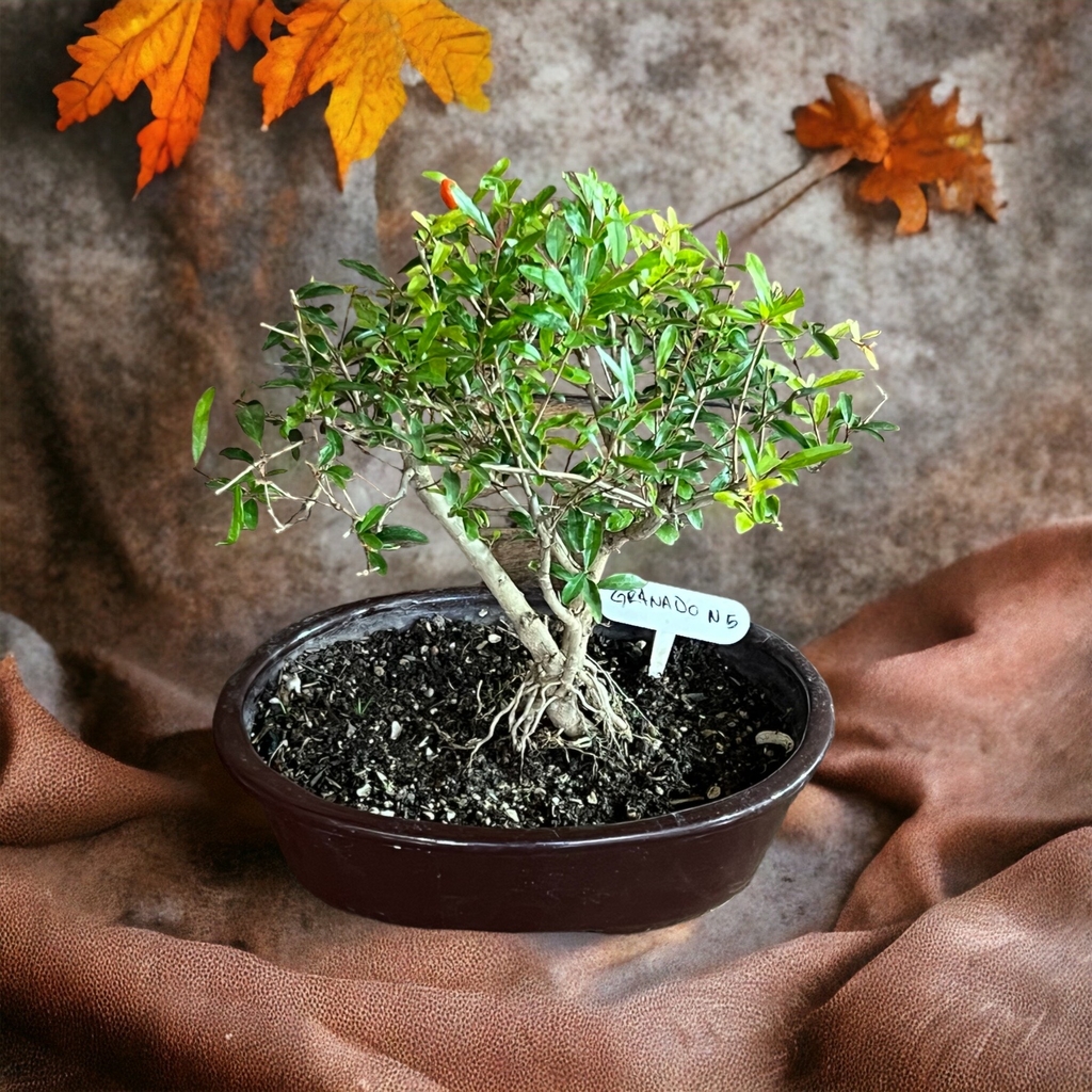 Estuche de herramientas para bonsai - Bonsai Granada