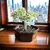 Bonsai portulacaria N2 afra variegada en maceta esmaltada - tienda online
