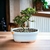 Bonsai Cotoneaster Dameri N3 en maceta ceramica esmaltada con Flor - comprar online