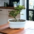 Bonsai Cotoneaster Dameri N3 en maceta ceramica esmaltada con Flor en internet