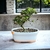Bonsai Cotoneaster Dameri N3 en maceta ceramica esmaltada con Flor - tienda online