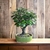 Bonsai Membrillo N8 en maceta de gres esmaltada Flor y fruto - comprar online