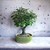 Bonsai Membrillo N8 en maceta de gres esmaltada Flor y fruto en internet