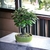 Bonsai Membrillo N8 en maceta de gres esmaltada Flor y fruto - tienda online