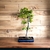 Bonsai Arce Acer buerguerianum N8 tridente en maceta esmaltada - comprar online