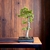 Bonsai Arce Acer buerguerianum N8 tridente en maceta esmaltada en internet