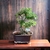 Bonsai Vitex agnus-castus N8 en maceta esmaltada - comprar online