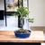 Bonsai Buxus N3 en maceta esmaltada - comprar online
