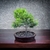 Bonsai Junipero chinensis turulosa N5 en maceta ceramica esmaltada en internet