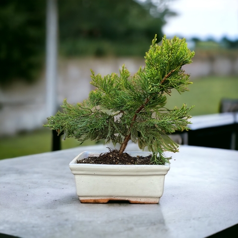 Bonsai Junipero chinensis turulosa N3 en maceta ceramica esmaltada