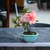 Bonsai Azalea duraznillo N2 en maceta esmaltada importada - tienda online