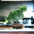 Bonsai chinensis turulosa N10 en maceta esmaltada en internet
