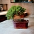 Bonsai procumbens Nana N12 en maceta esmaltada en internet