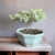 bonsai coprosma kirki N1 en maceta esmaltada