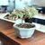 bonsai coprosma kirki N1 en maceta esmaltada - comprar online