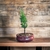 Bonsai de cupressus totum N1 en maceta ceramica esmaltada - comprar online