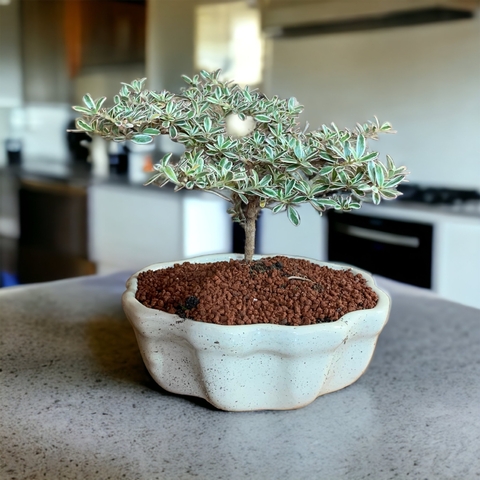bonsai cropossma kirki N2 en maceta esmaltada