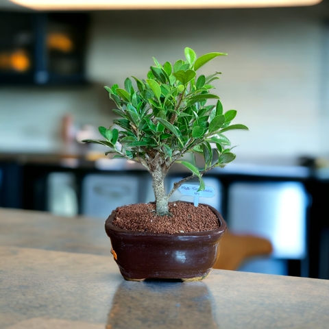 Bonsai Ficus Tigerbark N4 en maceta ceramica esmaltada