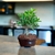 Bonsai Ficus Tigerbark N4 en maceta ceramica esmaltada - comprar online