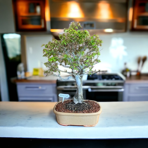 Bonsai Zelkova serrata N15 en maceta ceramica esmaltada