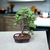 Bonsai portulacaria N6 afra variegada en maceta esmaltada - comprar online