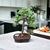Bonsai portulacaria N6 afra variegada en maceta esmaltada en internet