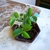 Bonsai celtis Australis N2 en maceta esmaltada - comprar online