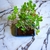 Bonsai Buxus N2 en maceta esmaltada en internet