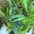 Bonsai N5 Podocarpus - comprar online