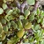 Bonsai portulacaria N5 afra variegada en maceta esmaltada - comprar online