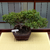 Bonsai procumbens Nana N8 en maceta esmaltada - comprar online