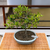 Bonsai Pyracantha N4 en maceta esmaltada - comprar online