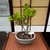 Bonsai Ficus Retusa N3 en maceta ceramica esmaltada - comprar online