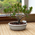 Bonsai Ficus Retusa N6 en maceta ceramica esmaltada