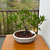 Bonsai Ficus Retusa N6 en maceta ceramica esmaltada - comprar online