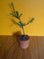 Prebonsai Taxus cuspidata en maceta de barro N22 - comprar online