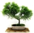 Bonsai Junipero chinensis turulosa N15 en maceta ceramica esmaltada