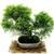 Bonsai Junipero chinensis turulosa N15 en maceta ceramica esmaltada - comprar online