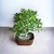 Bonsai ficus Nerifolia N4 en maceta esmaltada en internet