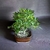 Bonsai ficus Nerifolia N4 en maceta esmaltada - comprar online
