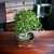 Bonsai ficus Nerifolia N4 en maceta esmaltada - Domestic Bonsai