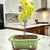 Bonsai Arce Acer buerguerianum N2 tridente en maceta esmaltada